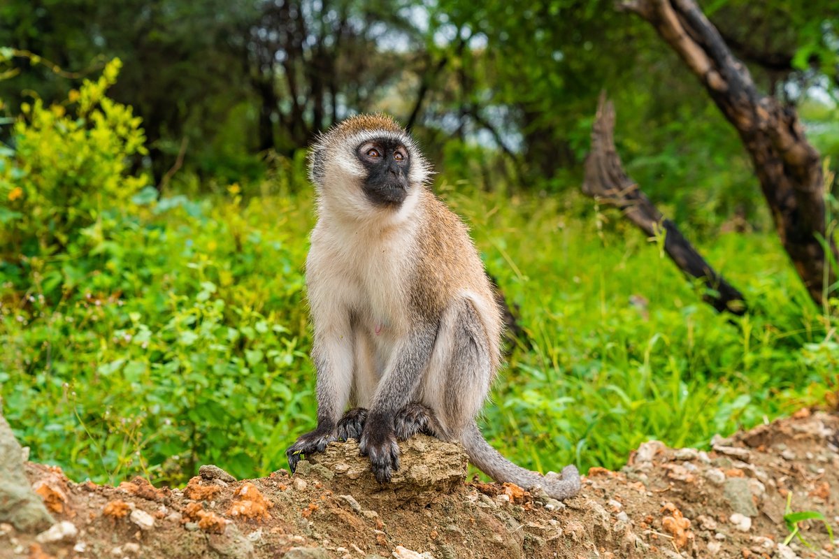 A handy monkey.

The wild never ceases to amaze, vervets are known for using sticks and rocks as resourceful tools to go about tasks as needed.

Watch them in the wild with us.
#VisitTanzania #wild #Tanzaniatravel #travel #safari #africaamazing #africasafari #safariguide