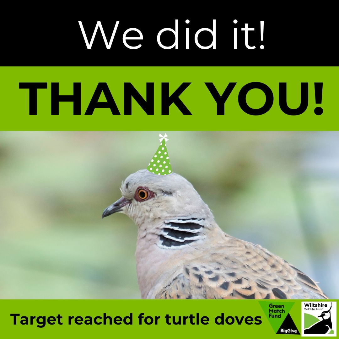 We did it! 🎉 THANK YOU to all of you who gave so generously to our @BigGive appeal. 🙏 Your donations mean we can create more habitats for turtle doves in #Wiltshire - we are excited to get started! 🕊️ #GreenMatchFund #ThankYouThursday