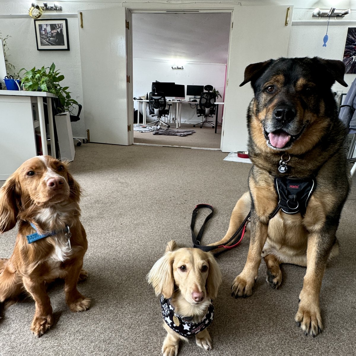We had 3 good boys in the office this week! Wilf, Dash and Loki or small, medium and large?🐶🐕🐾 #OfficeDoggos #GoodBoys #Dogs #CockerSpaniel #Dachsund #HuskyCrossGermanShepherd
