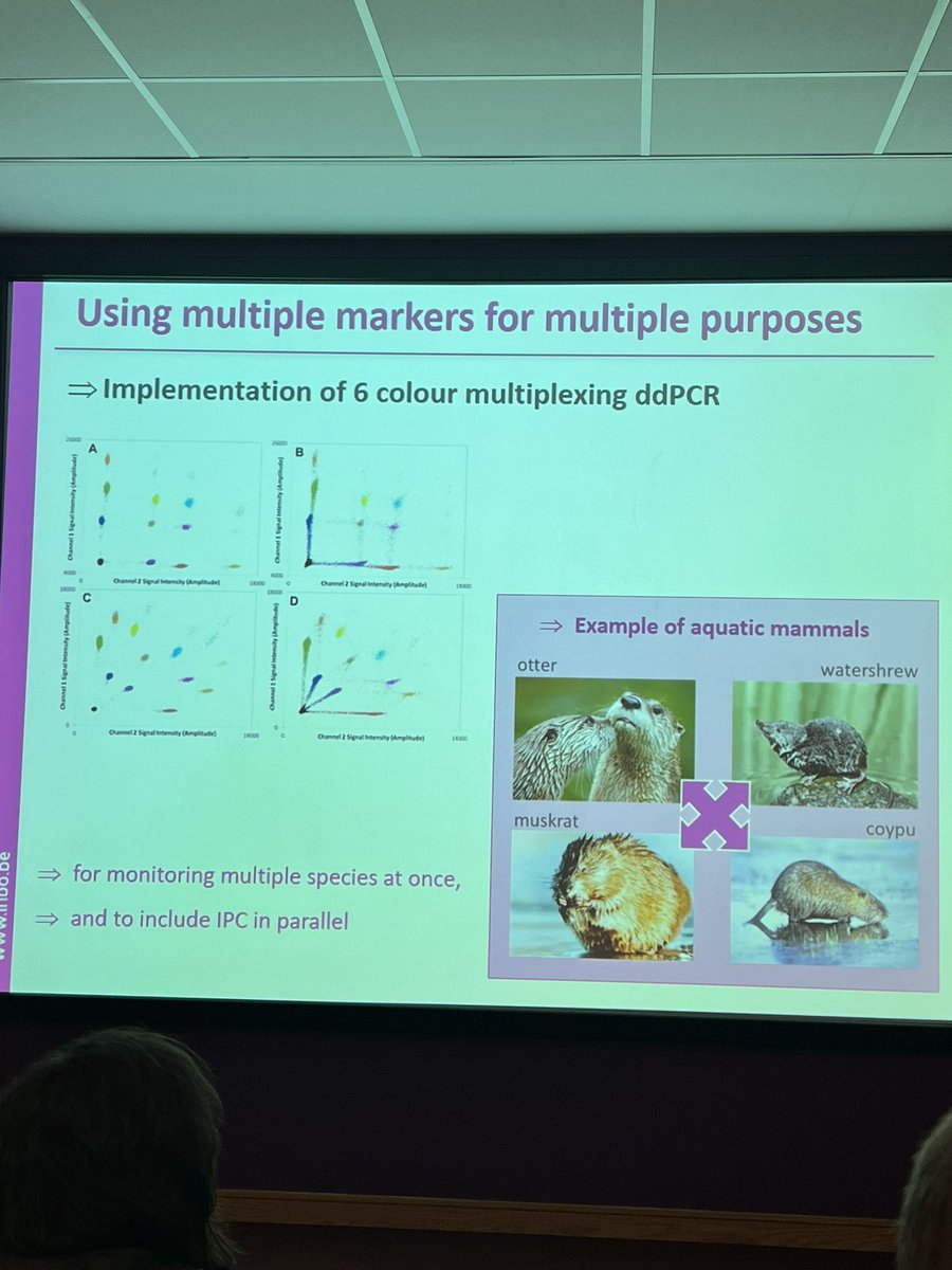 Next is @BrysRein explaining why ddPCR better for detection & quantification in #eDNA studies. Standardising & validating by including internal +ve control w/ every sample, helps avoid false -ve. Improve detection by combining multiple assays, pick up higher DNA concs #UKDAWG24