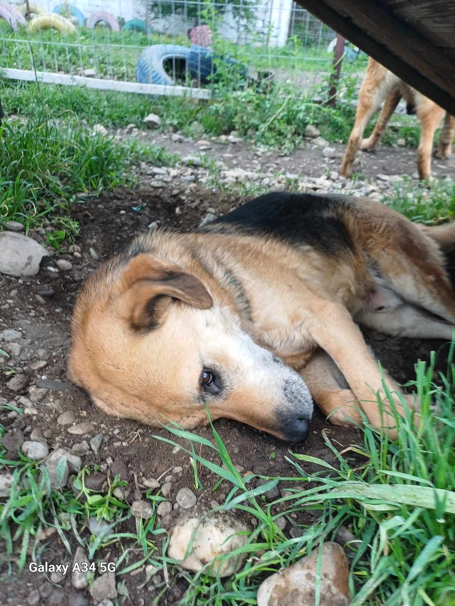 Pawprints2F's tweet photo. My name is Kirby and I’m giving up 😢There are 450 dogs at my shelter and lots of them pick on me. I’m too scared to even drink water. Can you please help get me out? 🙏 I need something to hope for 🏡
https://t.co/OL6py1QiWf
#adoptable #adoptme #romanianrescue https://t.co/lzHLAtVao3