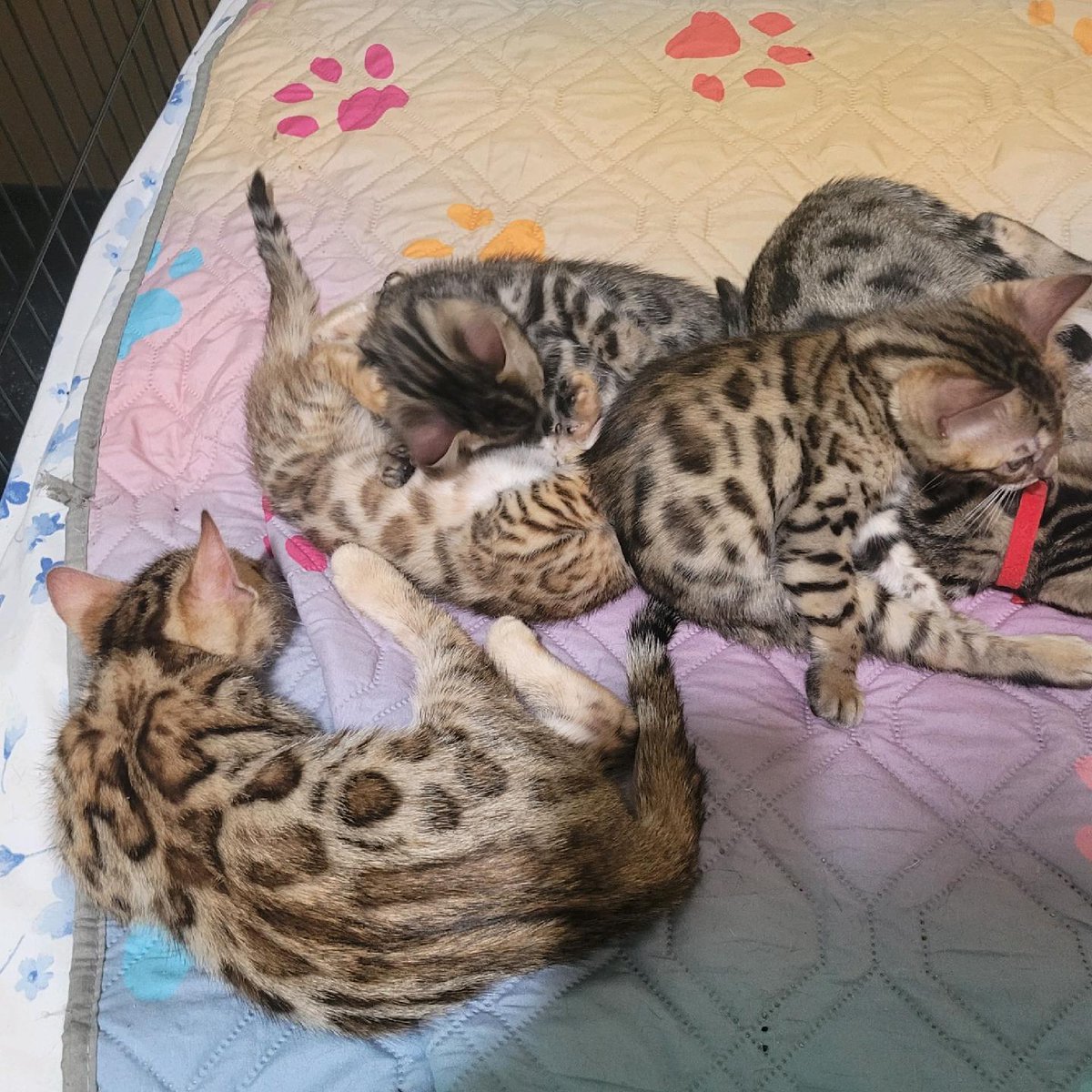 5 beautiful Bengal kittens for sale. If interested DM me. #catlover #Bengals #cats #oplive