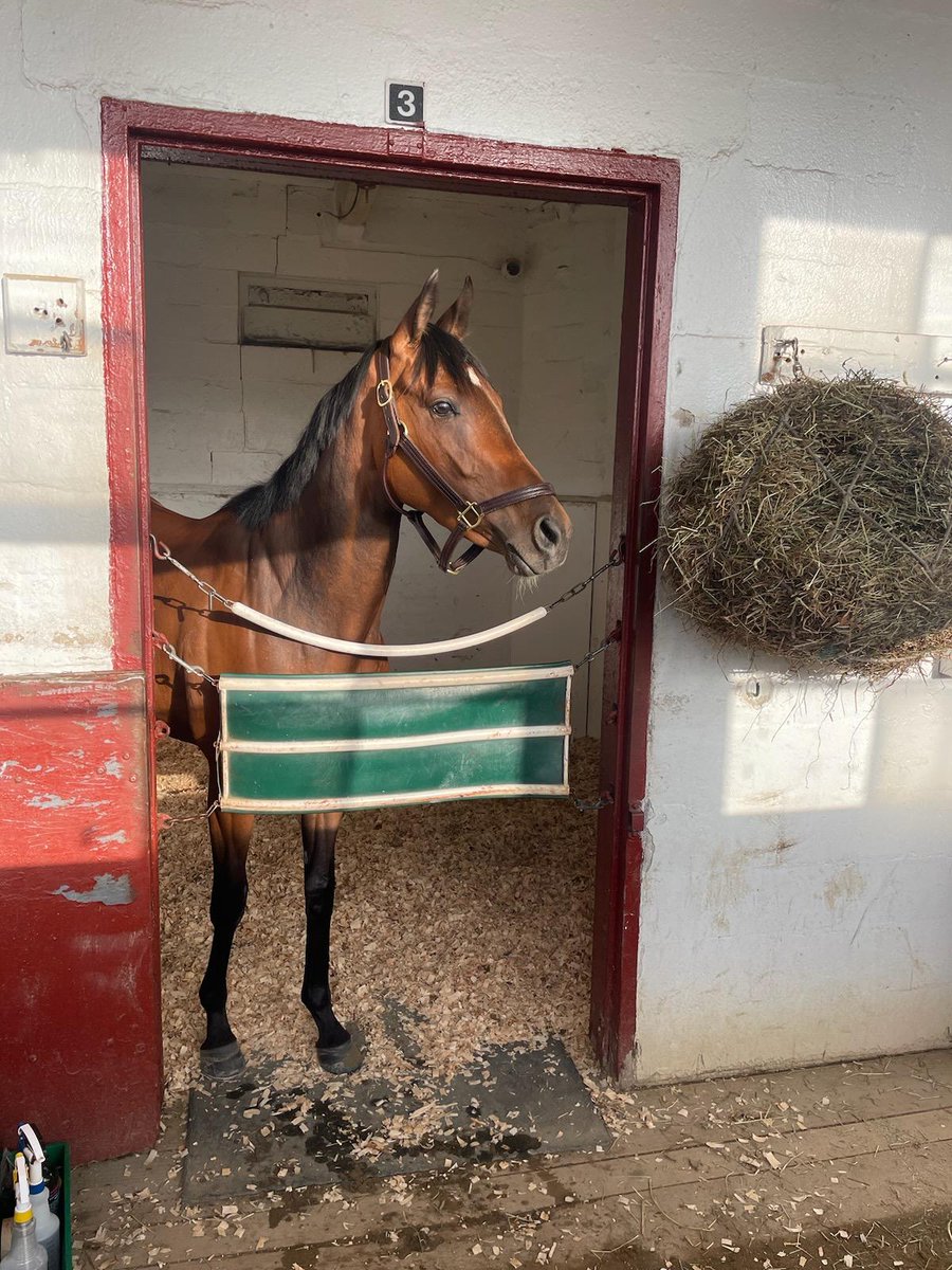 We had a field trip this morning! @WasabiStables homebred Photo Finish (Demarchelier @claibornefarm ) gets ready to run today at Aqueduct for @Cruz_Racing . Good luck to grads @VandelayStables and Tomahawk Racing