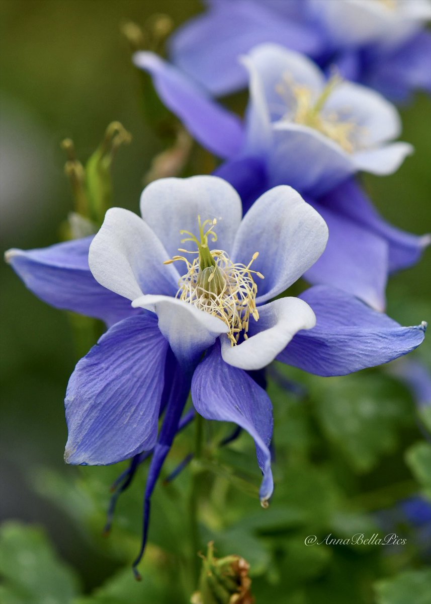 Welcome to the garden party … Aquilegia Hybrid ‘Blue Bird’💙🌿#gardening #Flowers