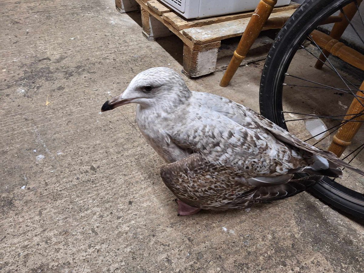 Munchkin shot in #oldcolwyn #NorthWales last night 
we're desperate for funds to pay Vet bills & medications as we have taken in 6 gulls since Friday
gofund.me/0ebe91b3
or
justgiving.com/crow.../founda…
or Paypal foundationforfeatheredfriends@yahoo.com

#birds #seagulls #wildlife