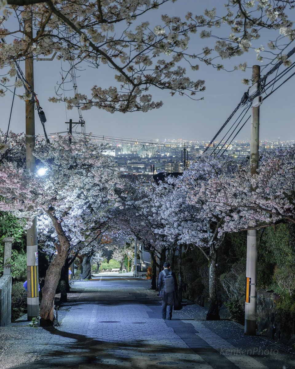 桜並木の坂道と大阪の夜景