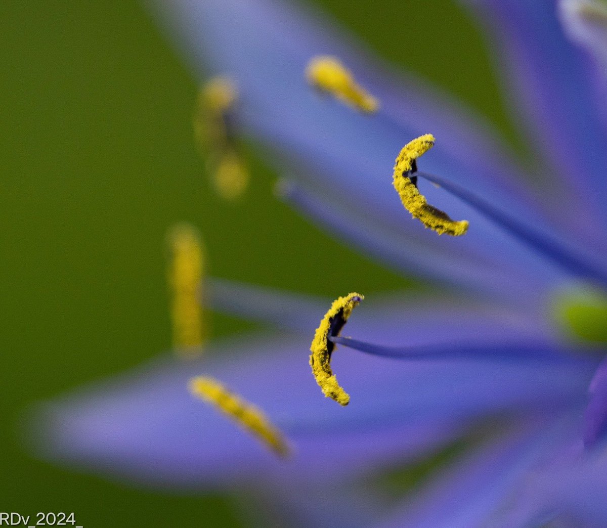 Out and about with the macro lens

#macrophotography #flowers #FlowersOfTwitter #purple #purpleflower #nature #cabinteely #inmypark #Dublin

@ThePhotoHour