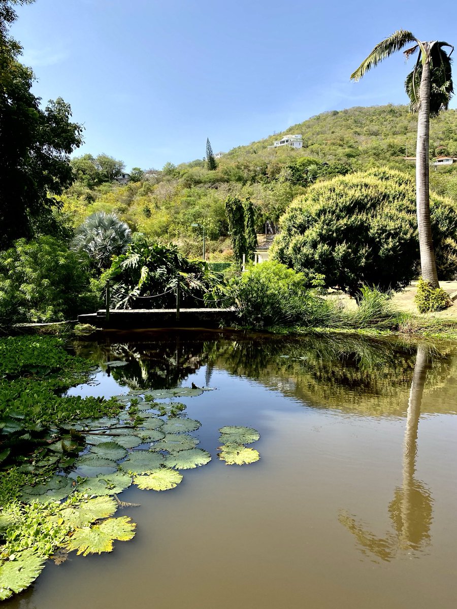 “The Lilly Pond” St Lucian version ⁦@bodyholiday⁩ ⁦@Travel_StLucia⁩ ⁦@stluciaweather⁩ ⁦@WalkingPhotogr2⁩ #stlucia