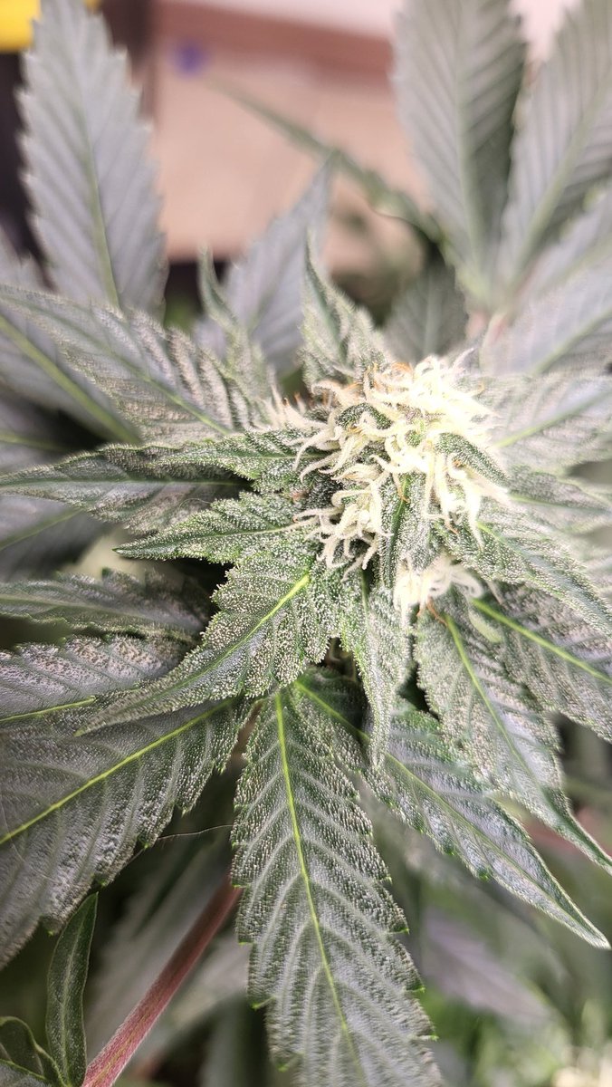 Some "Strawberry Nuggets," from <a href="/MephistoGenetic/">MephistoGenetics</a>, are starting to ice up!
#growyourown
#cannabiscommunity 
#smokintreez