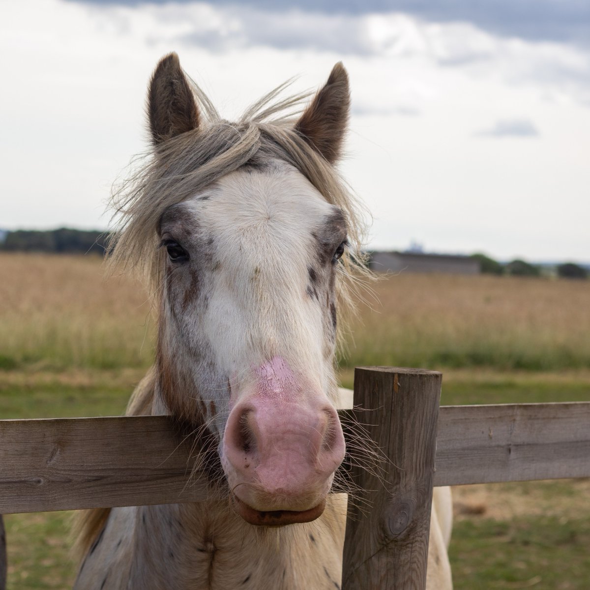 Would you like to buy a rescued equine, like Zanbizzi here, a gift? 🐴 Each gift helps keep our four-legged rescued residents happy and healthy 🥰 Buy a gift today 👇 bransbyhorses.co.uk/amazon-wish-li…