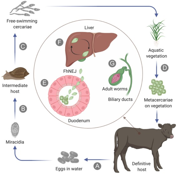 Fascioliasis life cycle 

#Science #zoonoses #veterinarian #vetmed #MedTwitter #MedEd