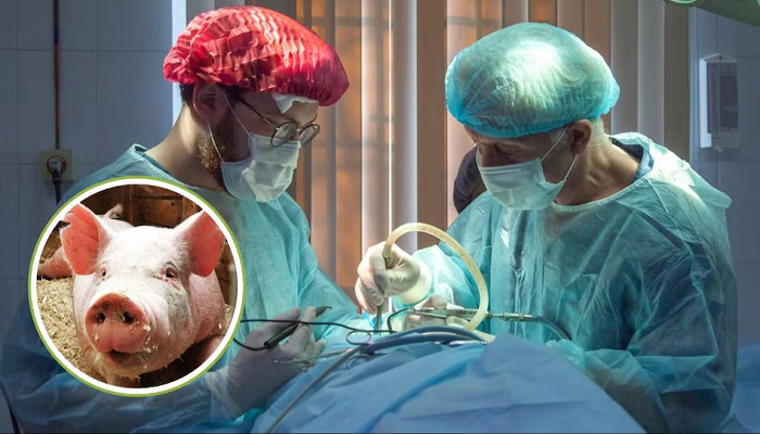OMG : અમેરિકામાં મોતના મુખમાં પહોંચેલી મહિલાના શરીરમાં ડોક્ટરોએ ટ્રાન્સપ્લાન્ટ કરી ડુક્કરની કિડની, બચી ગયો જીવ
#tv13gujarati #PigsKidney #KidneyTransplant #Newjersey #OMG

tv13gujarati.com/news/omg-docto…