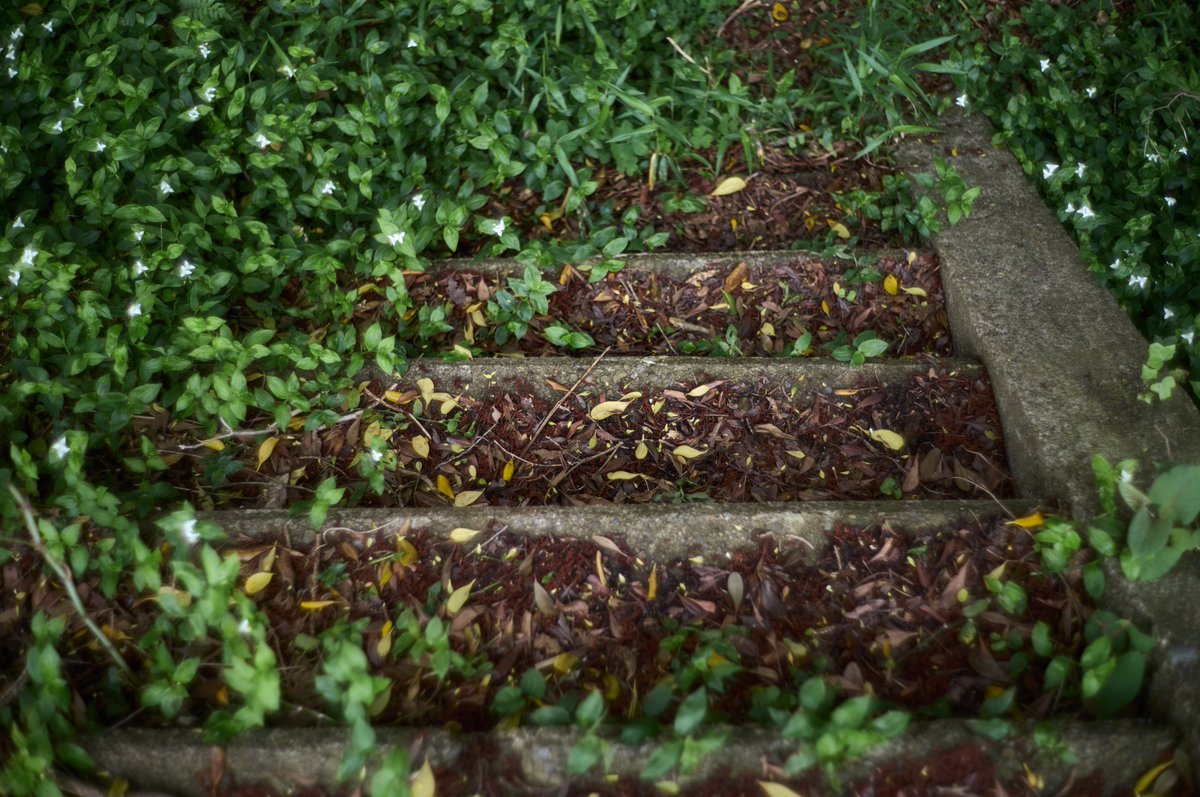 日々日常/ Leica M11 Summilux-M 35mm f1.4 11301 #Leica #photography