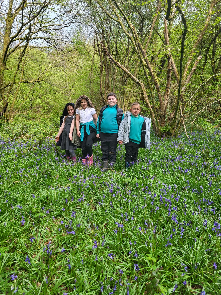 Redbrook Woods was carpeted with beautiful bluebells on Puffins' nature walk this morning #WalesOutdoorLearningWeek @_OLW_ @EcoSchoolsWales