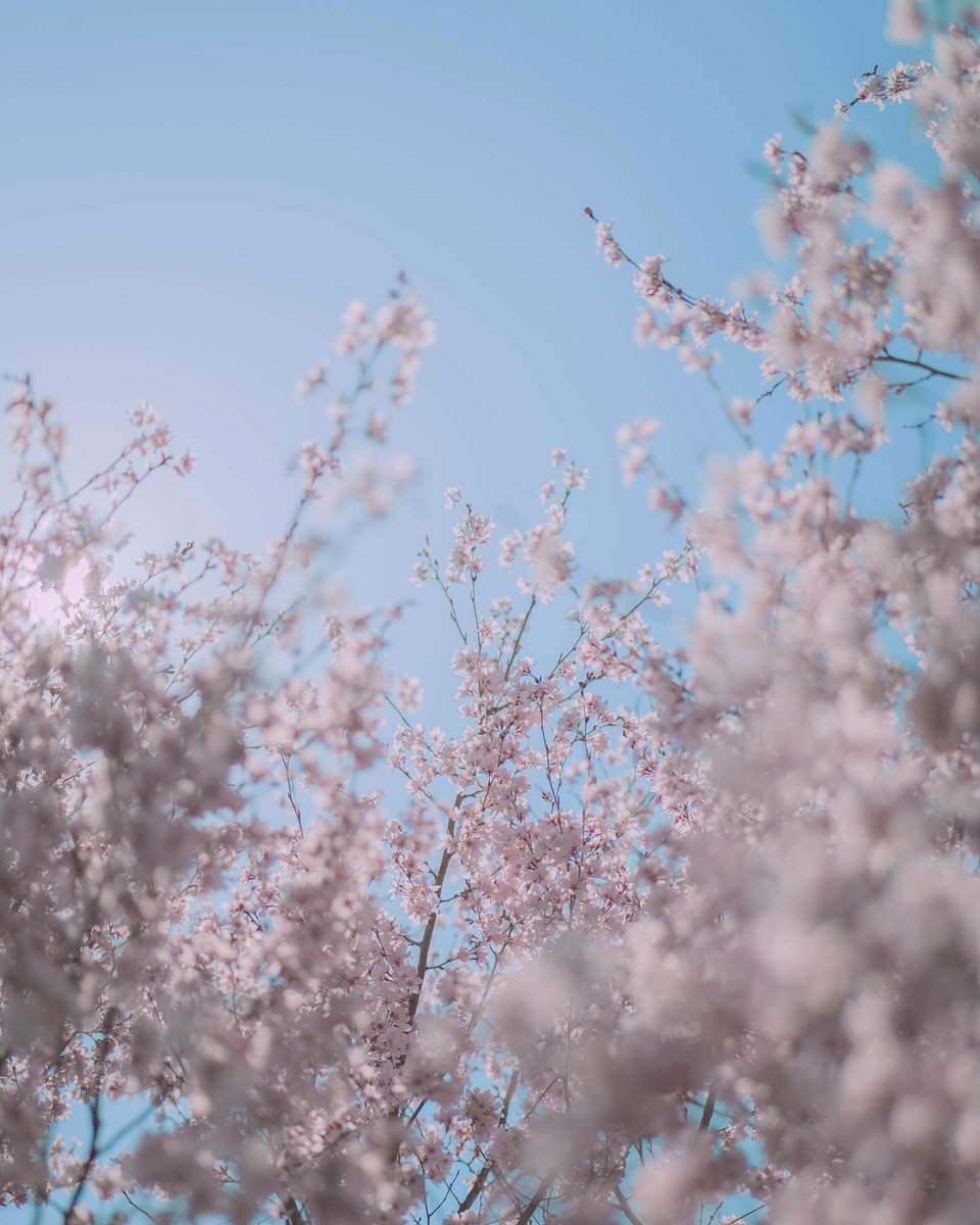 -
薄ピンクにボケる感じがかわいい🌸

LUMIX S5II

#桜の写真 #春を感じる 
#桜色 #春の空 
#写真好きな人と繋がりたい 
#ファインダー越しの世界 
#spring #springflowers 
#love_bestjapan
#lovers_nippon
#bestjapanpics
#art_of_japan_