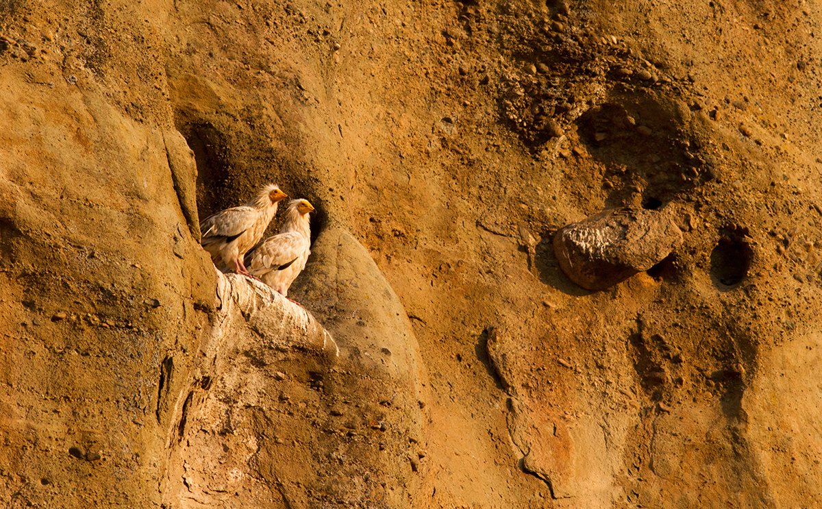BirdLifeEurope's tweet image. 📣 After years of dedicated conservation efforts, our Partner @ornithologiki has proudly announced that a pair of Egyptian Vultures (Neophron percnopterus) has been spotted nesting on the majestic Meteora rock formation in central Greece!

This is a momentous occasion for the…