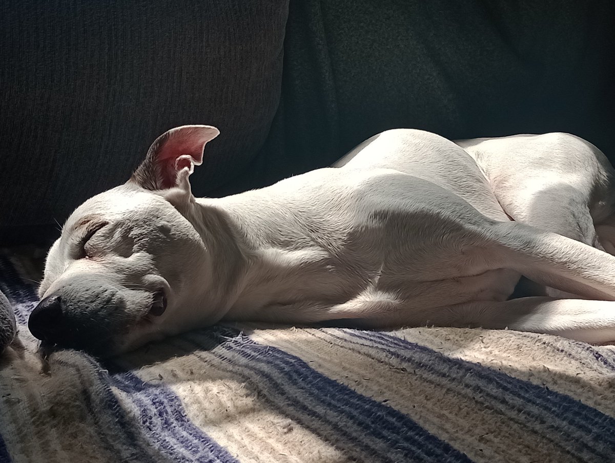 Something #seniorstaffy something sun puddle something #relaxed #staffysmile