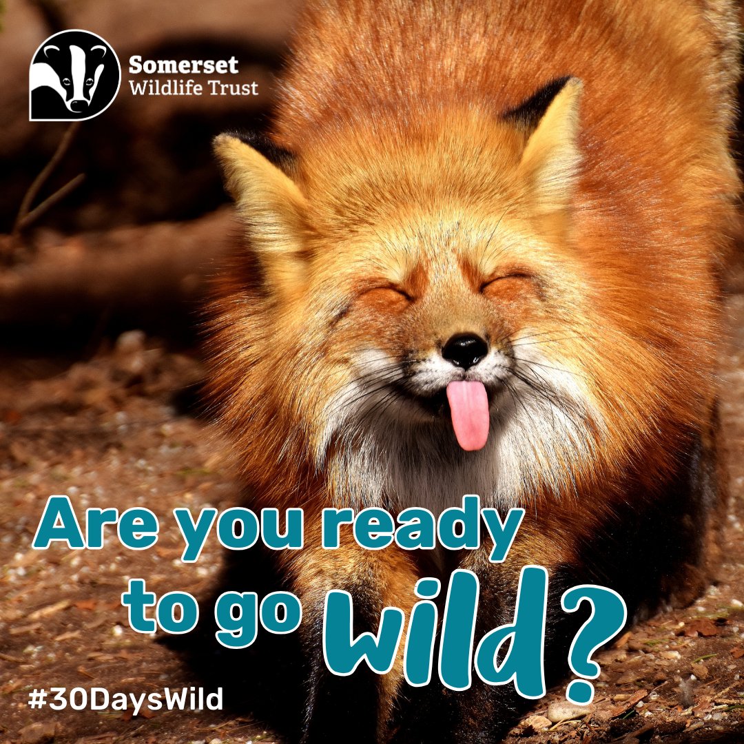 Sign up for #30DaysWild and... 🌲 Connect with nature 🐝 Boost your mood 🎨 Get your free pack! In your pack you’ll find lots of goodies to help you go wild, including a pack of herb seeds! Sign up now and get yours! 🐾 wildlifetrusts.org/30dayswild