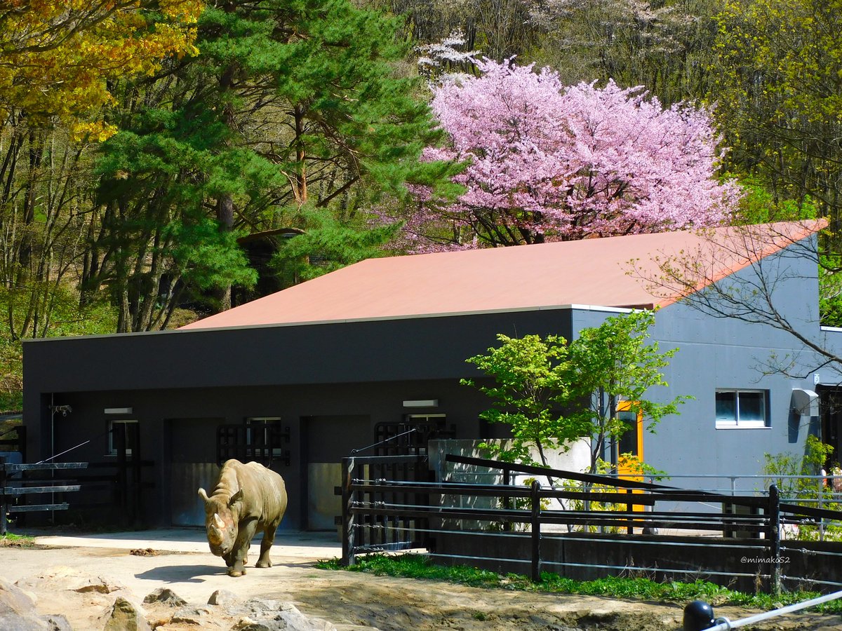 ランと桜🦏🌸
(2024.4.21)
#盛岡市動物公園 #ZOOMO #クロサイ