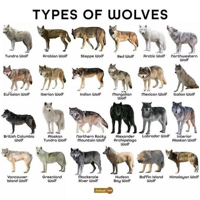 چار پائے والے بھیڑیوں کی چوبیس قسمیں ہیں #wolves