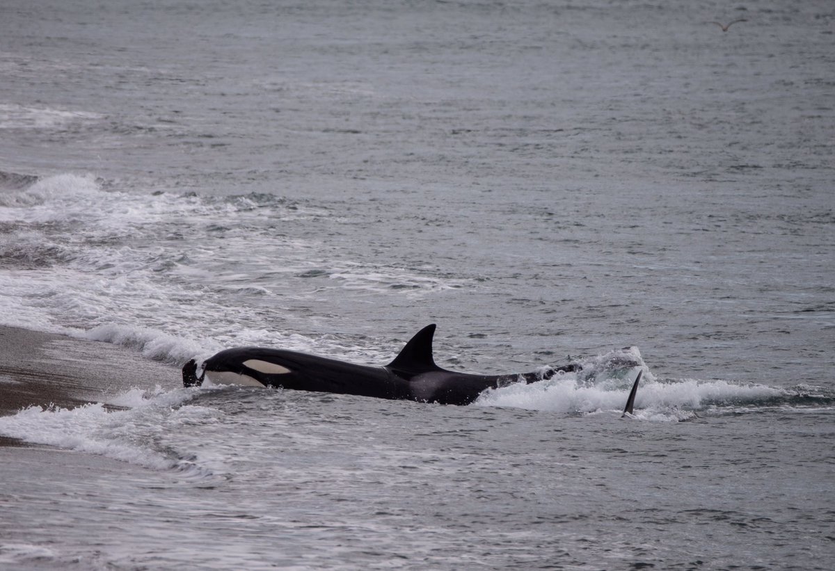 Orcas 2024 @ Punta Norte - Patagonia Argentina 🇦🇷 #orcas #killerwhale #freeorca #nature #wildlife #chubut #patagonia #madryn