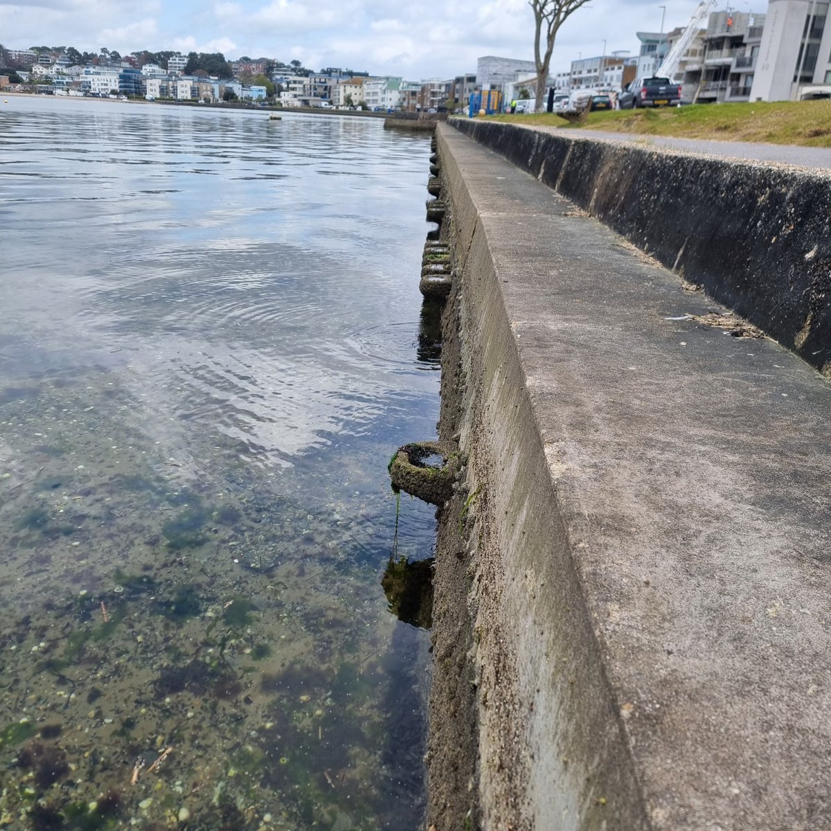jessmarbio's tweet photo. #marineffproject #Vertipools yesterday in Sandbanks, Poole Harbour
@ArtecologyDept
May be shifting to alternative stable state, loss of fucoid coverage on rock pool exterior but thickly crusted with barnacles and limpets https://t.co/1vfjRbGXBD