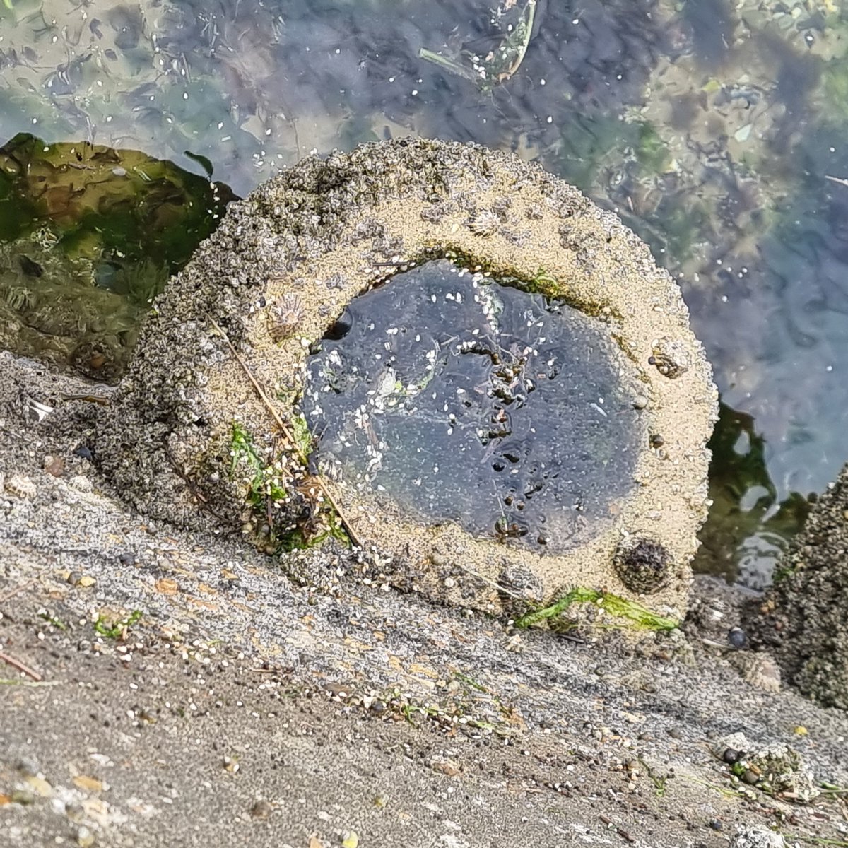 jessmarbio's tweet photo. #marineffproject #Vertipools yesterday in Sandbanks, Poole Harbour
@ArtecologyDept
May be shifting to alternative stable state, loss of fucoid coverage on rock pool exterior but thickly crusted with barnacles and limpets https://t.co/1vfjRbGXBD