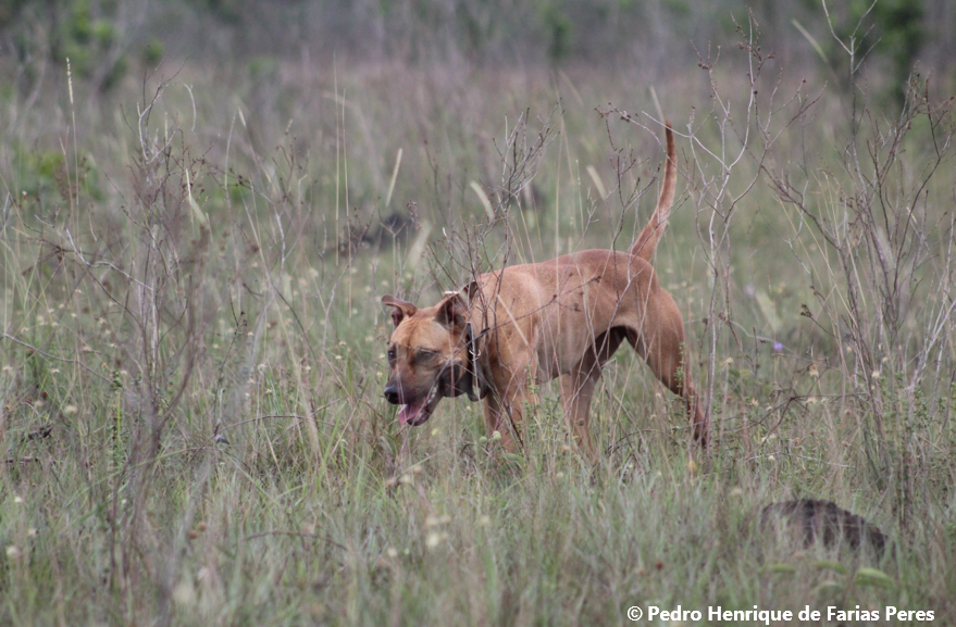 Journal of Applied Ecology tweet media