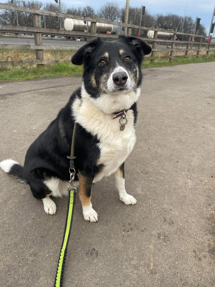 LOLA is in #Immingham She is available to adopt/ Foster She is around 7 yrs old now and really needs a quiet home of her own . Lola can be dominant with other dogs so ideally needs to live as an only dog but can walk and socialise with other dogs #Lincolnshire #Sheffield #hull