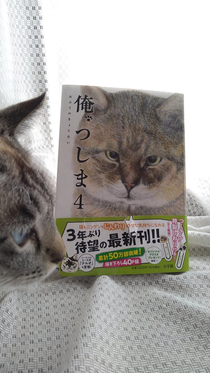 2708imomushi's tweet photo. 『俺🐾つしま』4巻、本屋さんで買ってきました❣️🤗😆

出窓からシロコ坊やちゃん滑り落ちそうになって、帯に手を引っかけて、帯が破れてしまった💦
つーさんごめん😭🙏
でも本は無傷ですε-(´∀`｡*)

先生ともさっき撮ったよ🐾 https://t.co/lvo09yFaoQ
