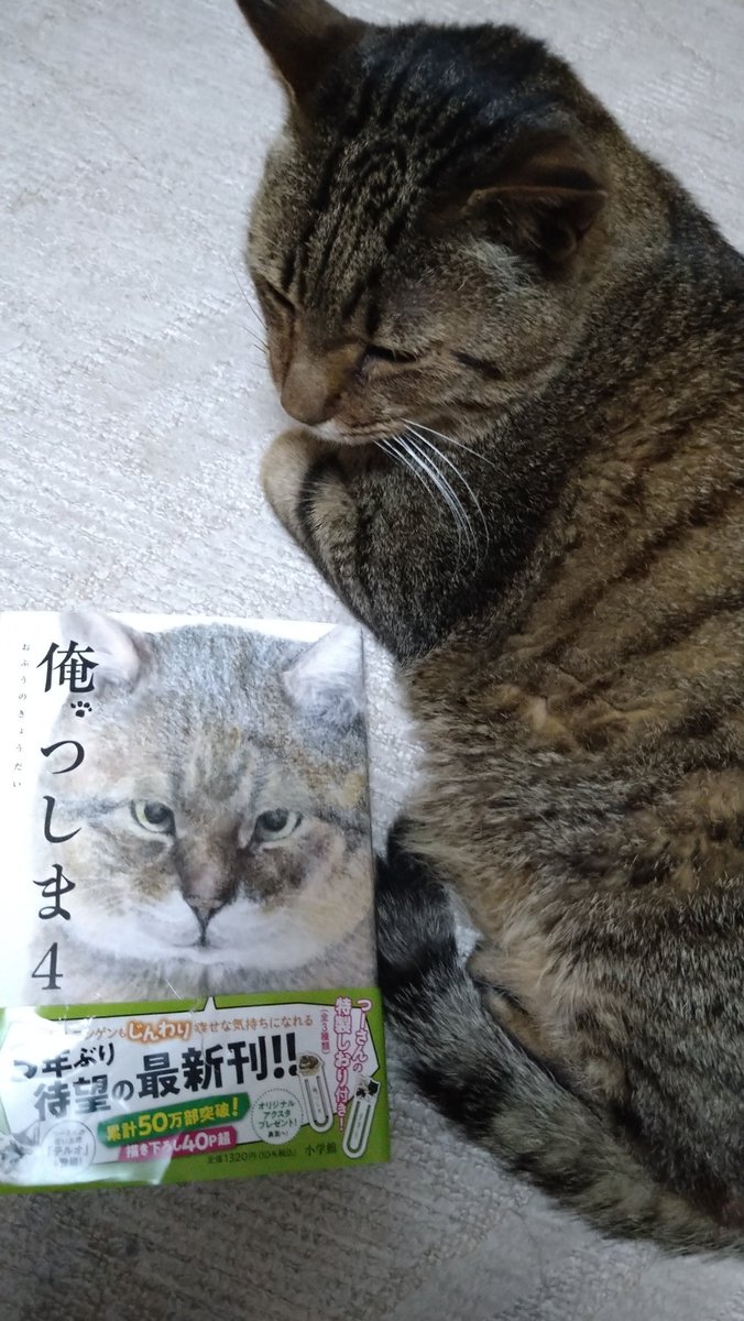 2708imomushi's tweet photo. 『俺🐾つしま』4巻、本屋さんで買ってきました❣️🤗😆

出窓からシロコ坊やちゃん滑り落ちそうになって、帯に手を引っかけて、帯が破れてしまった💦
つーさんごめん😭🙏
でも本は無傷ですε-(´∀`｡*)

先生ともさっき撮ったよ🐾 https://t.co/lvo09yFaoQ