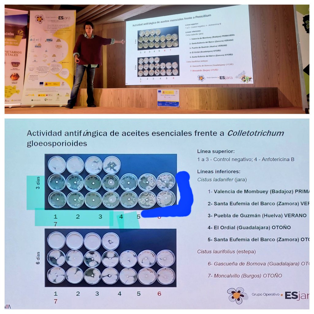 @aida_rgvaldes @FCesefor presentando la capacidad antifúngica de los aceites esenciales de Jara en @Goesjara. Tal como se puede ver en la imagen a corto plazo el aceite retrasa el desarrollo del hongo: Jara pringosa (azul celeste) + que Estepa (azul) + que control (arriba)