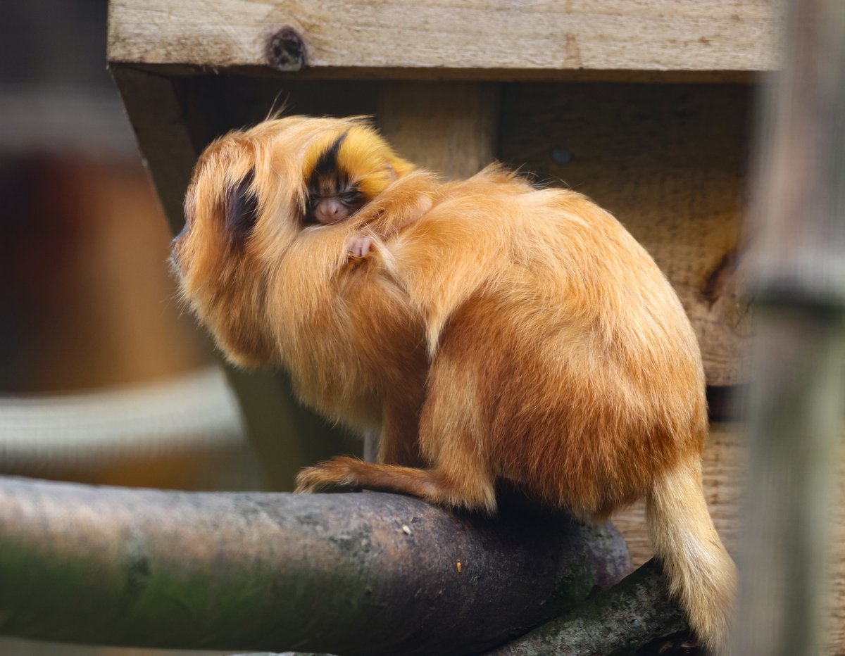 Baby boom at Newquay Zoo! We've had a flurry of new babies, including a critically endangered Philippine spotted deer, two golden lion tamarins and a new pademelon joey. Read more here: newquayzoo.org.uk/news/baby-boom…