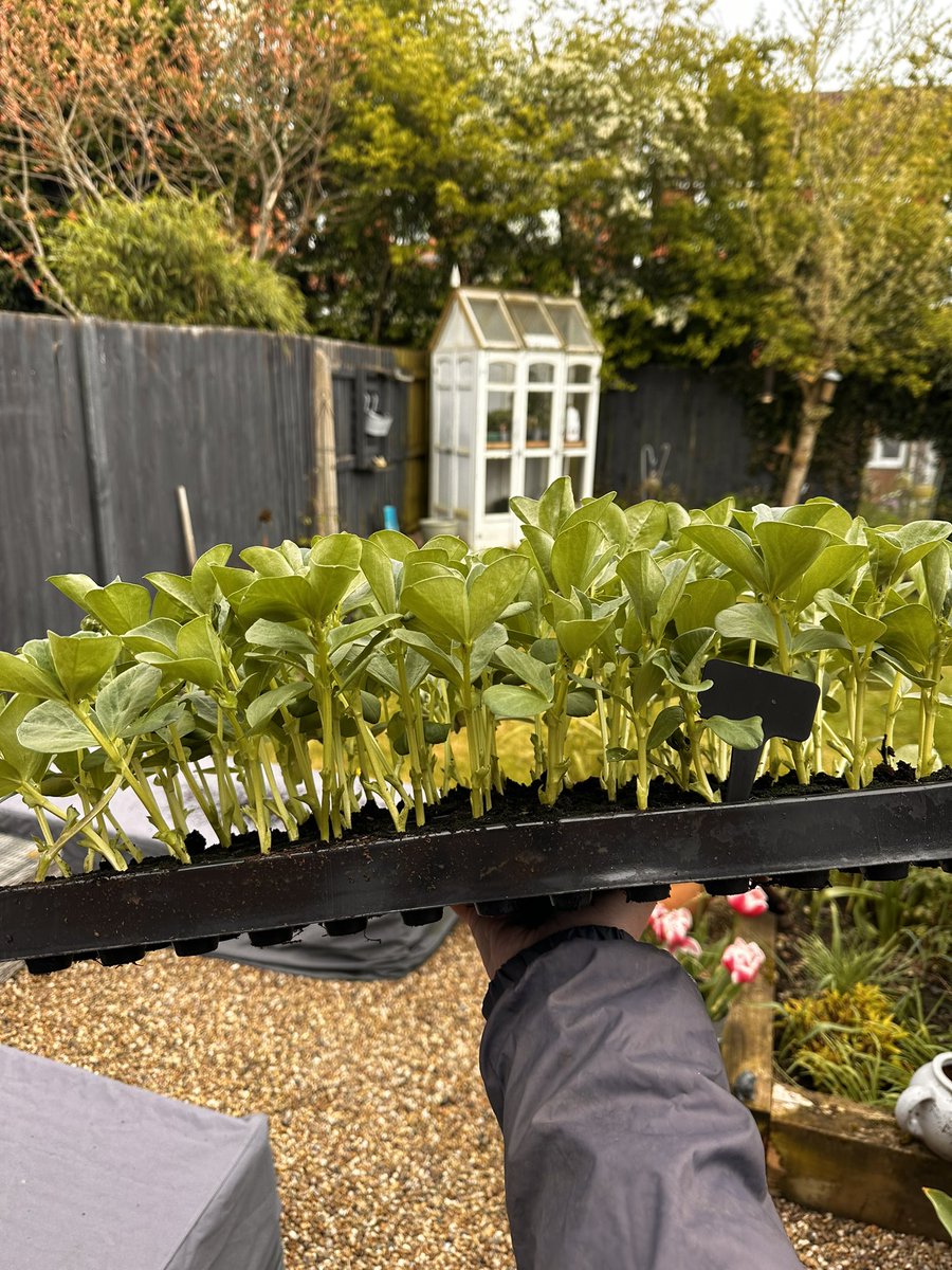 Off for a quick lunch visit to Lottie to plant my field beans !! The benefits of working from home 🏠 #allotment #growyourown