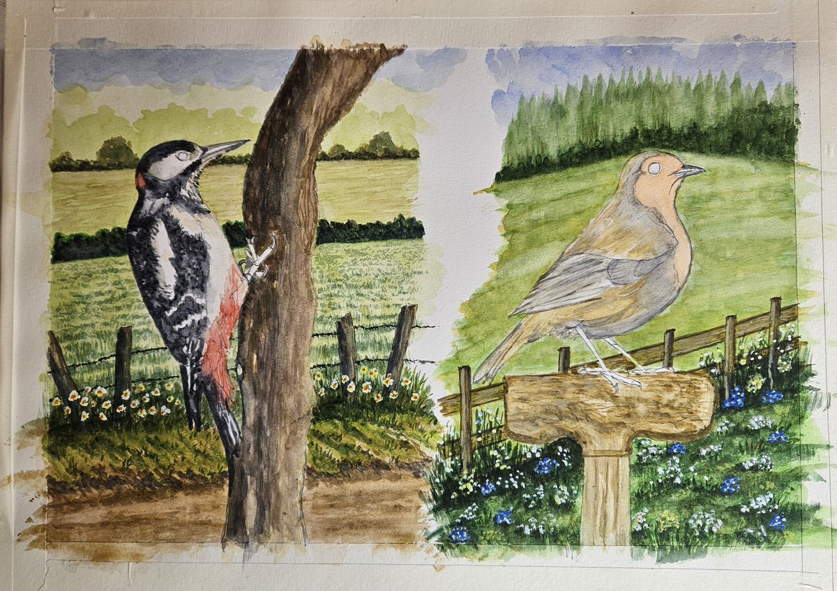 Todays progress on the watercolour Great Spotted Woodpecker & the Robin. #britishbirds #britishbirdlovers #countryside 👍🖌🙂