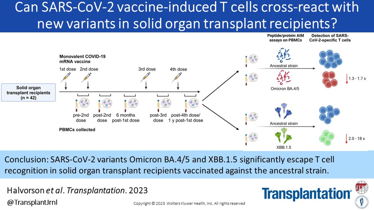 In this clinical paper, @mklevings et al use the AIM method to characterize vaccine-induced SARS-CoV-2-specific T cells in a prospective cohort of 42 liver, kidney, and lung transplant recipients. #OpenAccess #TransplantTwitter tinyurl.com/5cj5km8r