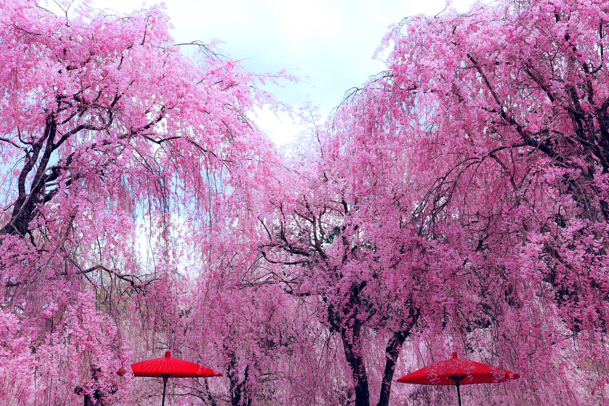 奈良の吉野のもう一つの千本桜、高見の郷part3🌸
1000本のしだれ桜が満開で凄い美しさでした🌸
関西でお勧めの絶景の一つです。
(2024/4/14撮影)
#千本桜 #奈良 #吉野 #weeping 
#cherryblossoms #高見の郷 #桜 #絶景 
#breathtaking beauty