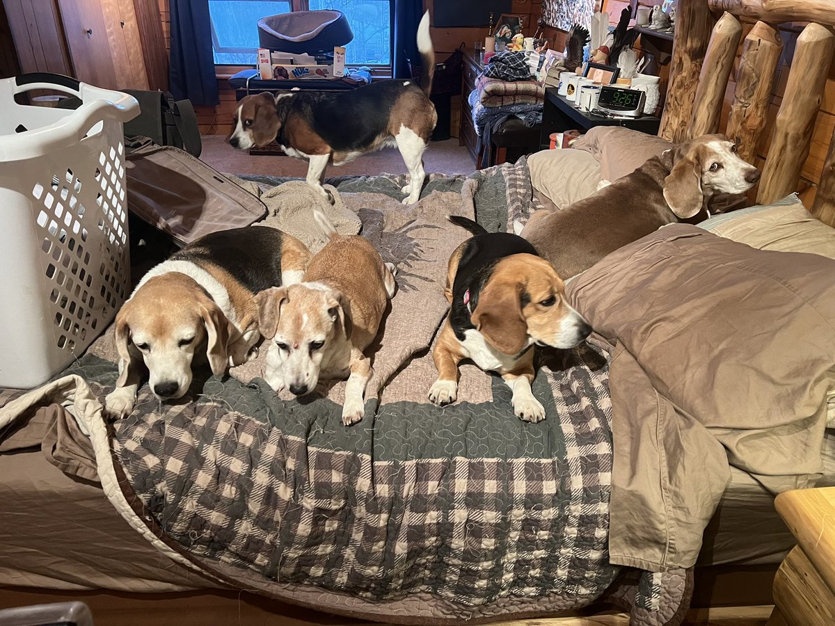 1/2 Dave is going on a vacation to meet his brand spanking new grandson in Texas and visit his favorite daughter and her crew in Louisiana. I’ll be back late 5/6. Don’t expect many post, but I’ll make up for it after I get back. #beagle #beaglefacts #alaskabeagleranch