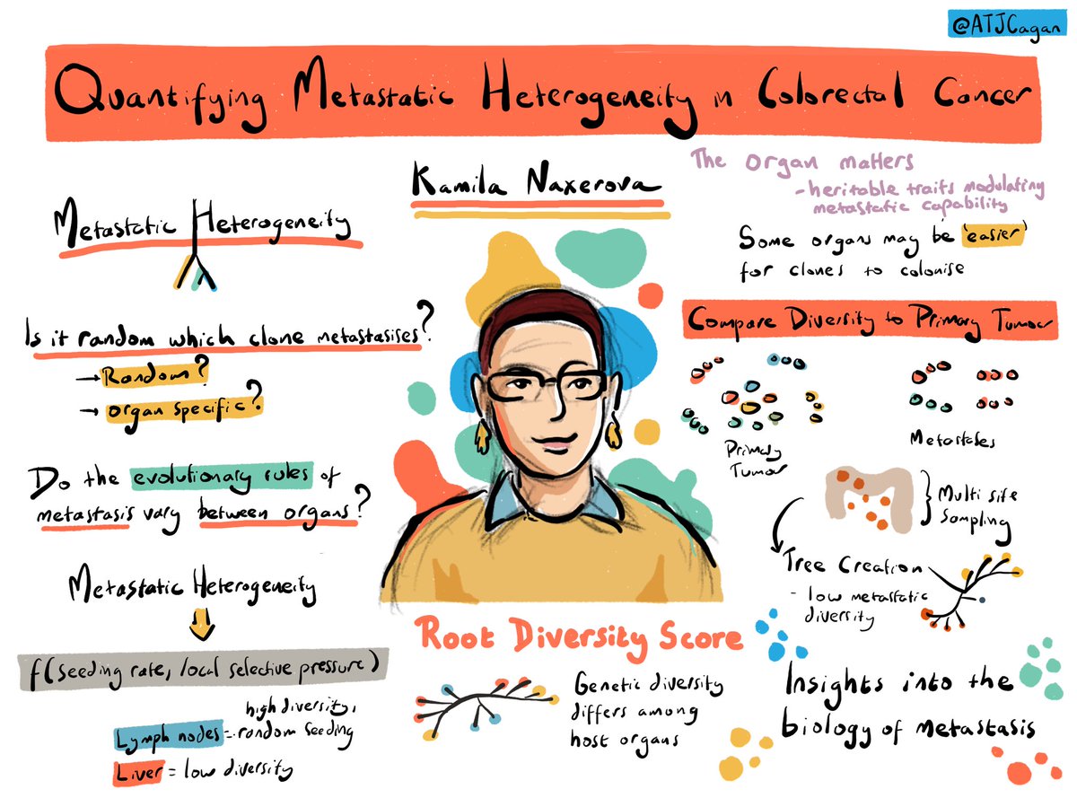 Talk by @naxerova on quantifying metastatic heterogeneity in colorectal cancer #MITS24