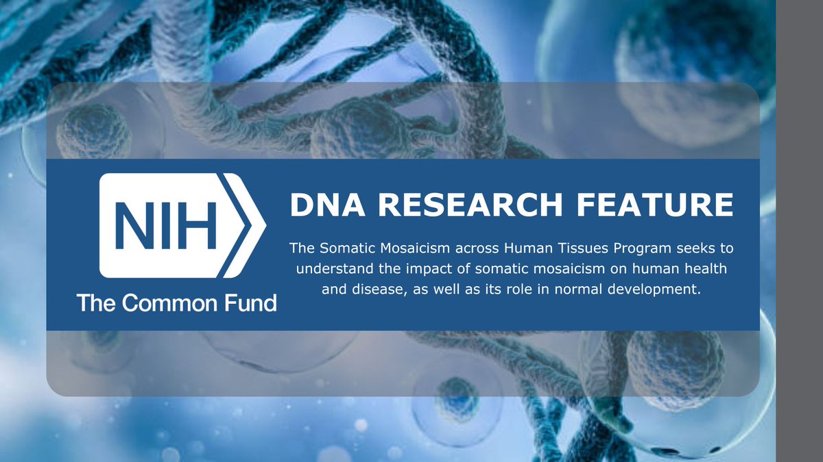 🧬 The #SMaHT Program is pioneering #research to unravel the impact of somatic #mosaicism on human #health, #disease & #biology. Through state-of-the-art #tech, researchers are examining diverse human donors to create a #data catalog. Learn more: go.nih.gov/W1b5GyW #DNADay