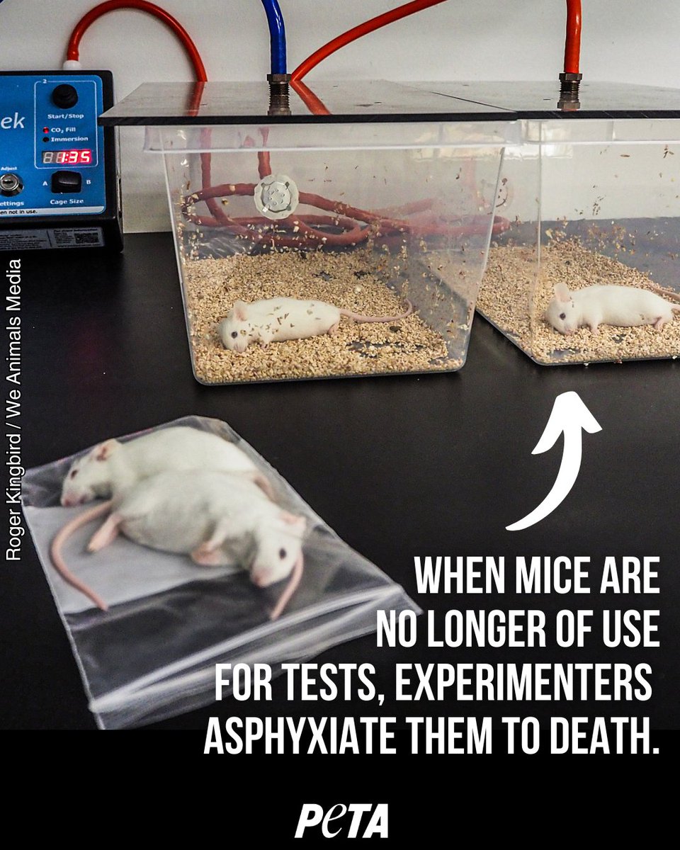 Imagine what the last moments of their short lives were like. No animal, no matter how big or small, is ours to experiment on. 
#EndAnimalTesting #WDAIL2024 #WDAIL