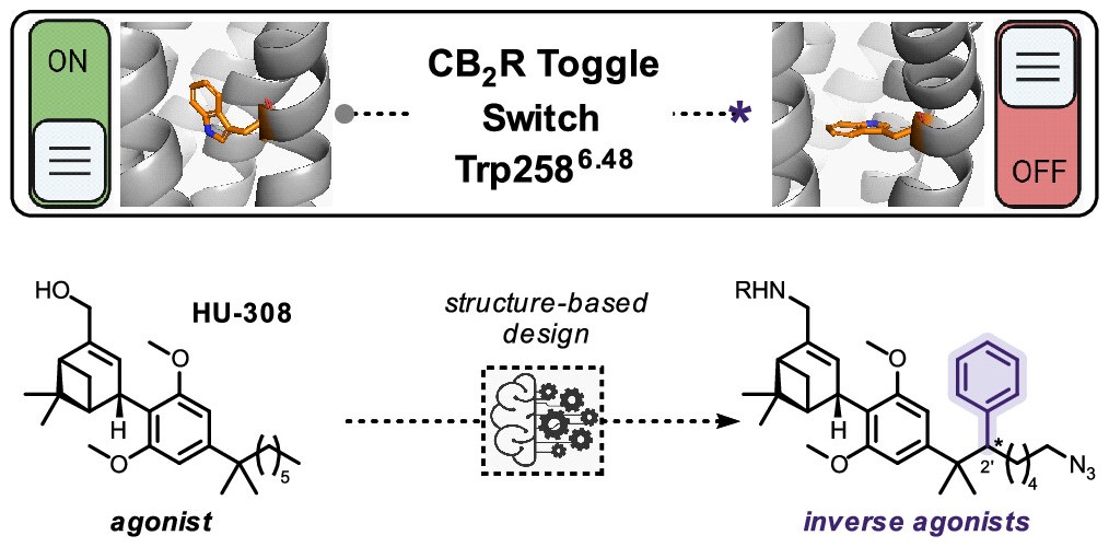 Flipping the GPCR switch: @CarreiraGroup @RomanSarott report generalizable structure-guided ligand modification transforming a Cannabinoid Receptor 2 agonist into an inverse-agonist NEW #ASAP Read it here: go.acs.org/94x