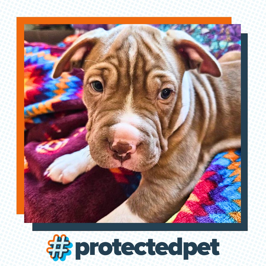Meet Sadie, the cuddle champion with a heart as big as those wrinkles! ❤️ #ProtectedPet: Cats and dogs covered by ASPCA® Pet Health Insurance, joining a community of responsible pet parents for a happy, healthy pet life. #DoggyCuteness #DogInsurance #ASPCAPetInsurance #Pets