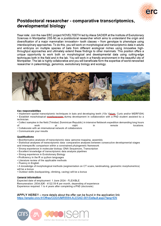 Still time to apply to join my @ERC_Research NOVELTEETH @isemevol @CNRS I am looking for a postdoc in comparative genomics to implement spatial transcriptomics in bats. You'll have the opportunity to develop your own projects and will have up to 4 years of funding 👇