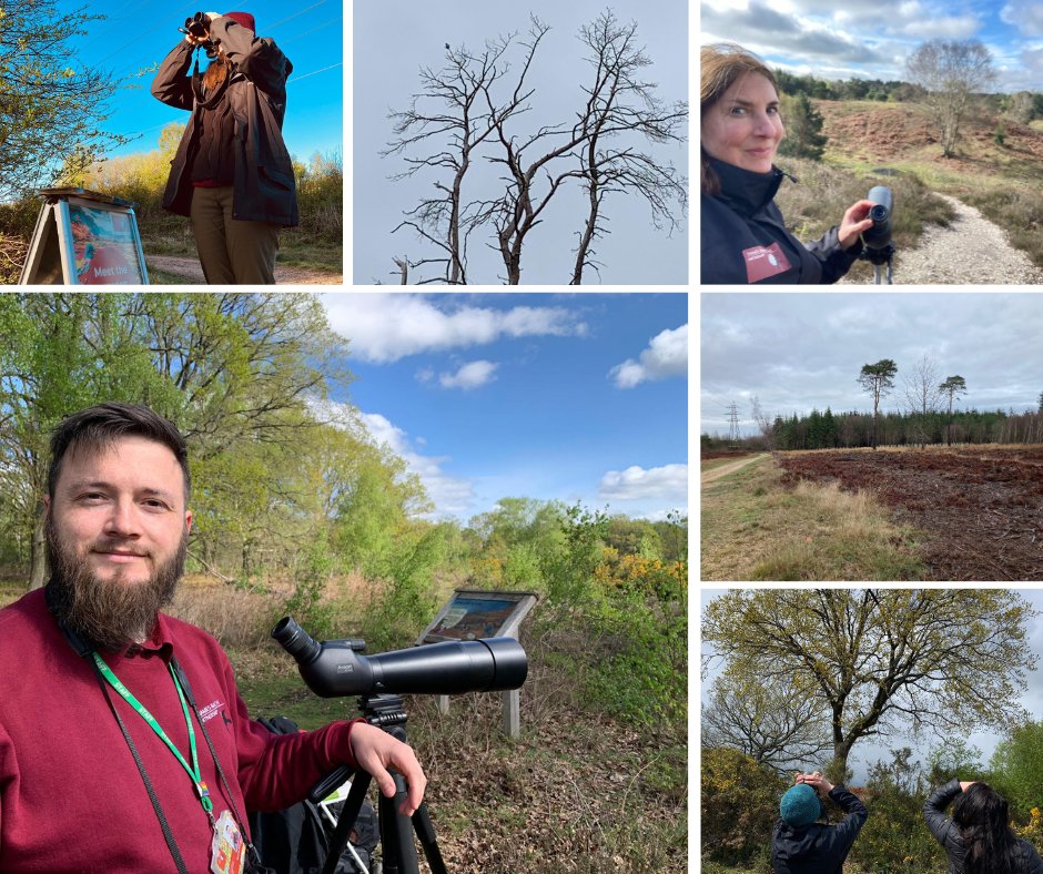 Woodlarks are fond of surveying their surroundings from a tree perch & will often sing to announce their presence!
You may see our wardens out and about with spotting scopes and binoculars - please do feel free to ask for a demonstration 😊
#ThamesBasinHeaths #WoodlarkWanderings