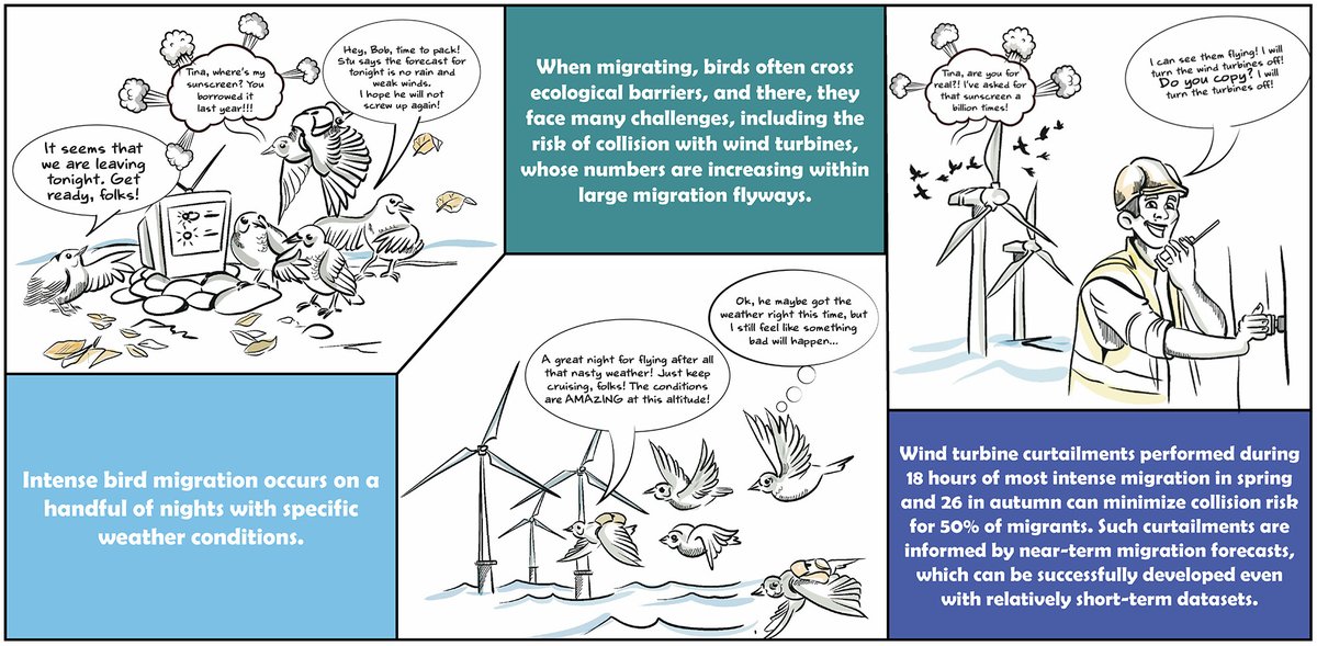 Behind the scenes of offshore wind turbine curtailments in the Netherlands: A bird migration forecast developed with a short-term dataset 🐦 @IBED_UvA @bradaric_maja @bart_kra Willem Bouten and @BaranesJudy 🔗 doi.org/10.1111/1365-2…