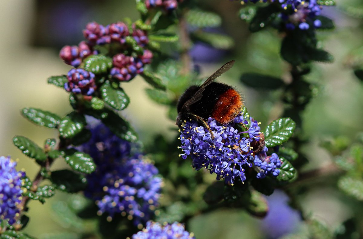 Red-tailed Bumblebee (Bombus lapidarius) 👸🐝 @BumblebeeTrust @KentWildlife #Tenterden #kent