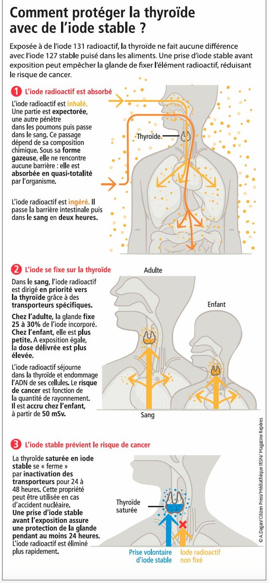 [#IRSNRepères] Un accident #nucléaire peut engendrer un rejet d’éléments radioactifs dans l’atmosphère contenant de l’iode radioactif. 💡 La prise de comprimés d’iode stable est l’une des mesures que peuvent prendre les autorités. Découvrez pourquoi 👉reperes.irsn.fr/dossier/dossie…