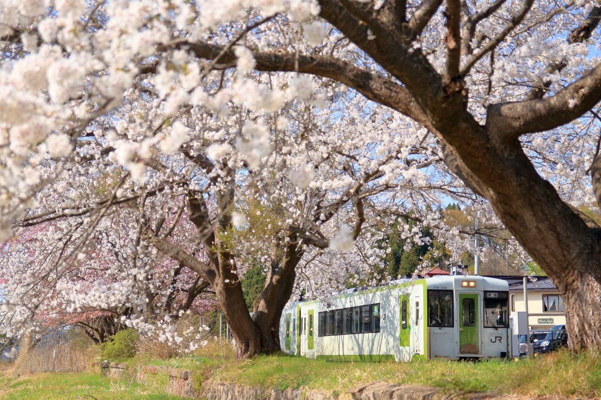 #八幡平駅 も湯瀬温泉駅 も今年は桜の花数が少なめ…。でも今年もここの桜を見ることができて良かった。
⁡⁡#花輪線に手を振ろう⁡ #花輪線に乗ろうよ ⁡⁡⁡#花輪線 ⁡#秋田県 #鹿角市