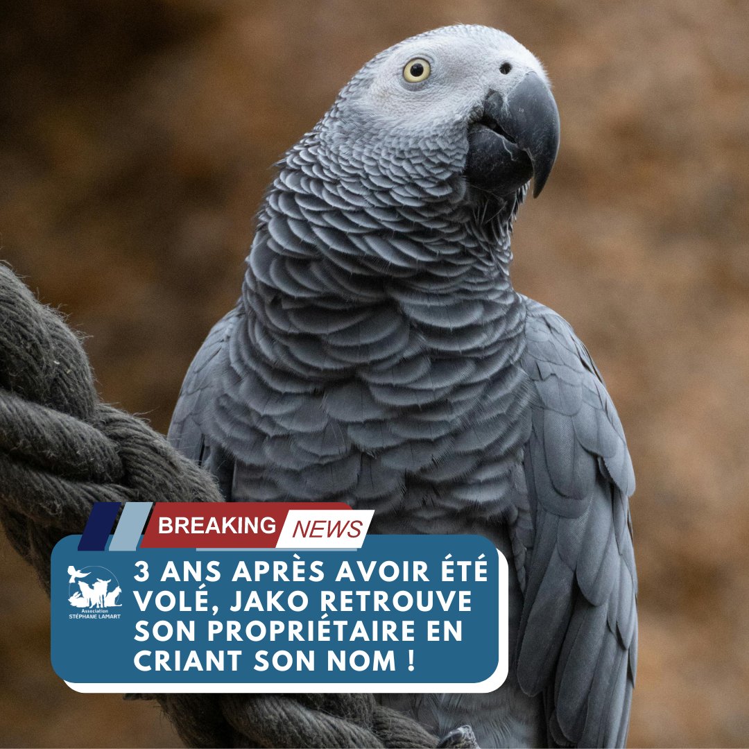 📰[NEWS]📰 Il y a trois ans #Jako, perroquet gris du Gabon, avait été volé à son propriétaire, un policier municipal de la ville de #Marseille 🦜 🔵Le policier avait déclaré à ses collègues 'Si un jour vous le voyez, il dira probablement son nom, Jako'. 🔵Ce mercredi 28…